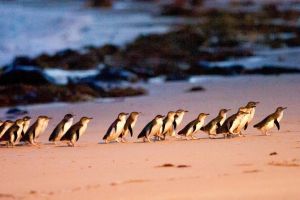 Phillip Island Penguin Parade Entry and Express Shuttle from Melbourne - Accommodation Melbourne
