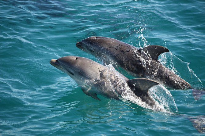 3-Hour Dolphin and Seal Sightseeing Cruise Mornington Peninsula - Accommodation Melbourne
